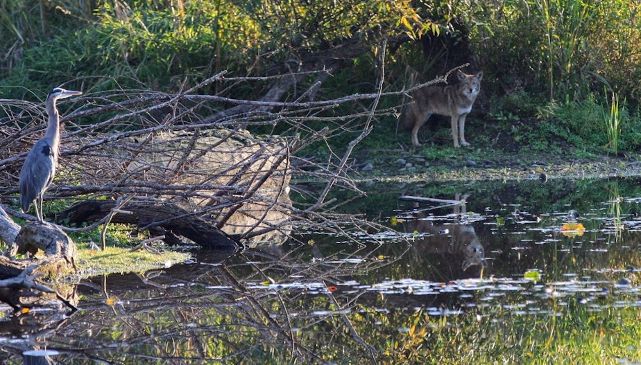 caption: A coyote and a great blue heron on the banks of a nature preserve in Lake Washington. This coyote is believed to be a surviving pup from a family group of coyotes that was killed in Laurelhurst in 2016.