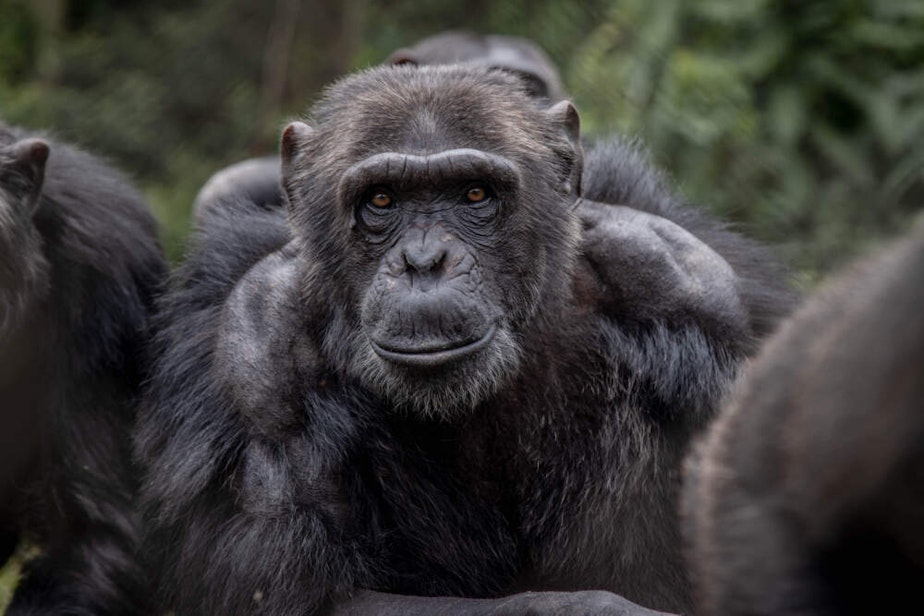caption: Chimpanzees rest after eating at the Lwiro Primate Rehabilitation Center, 45 km from Bukavu City, February 14, 2022. (Guerchom Ndebo/AFP via Getty Images)