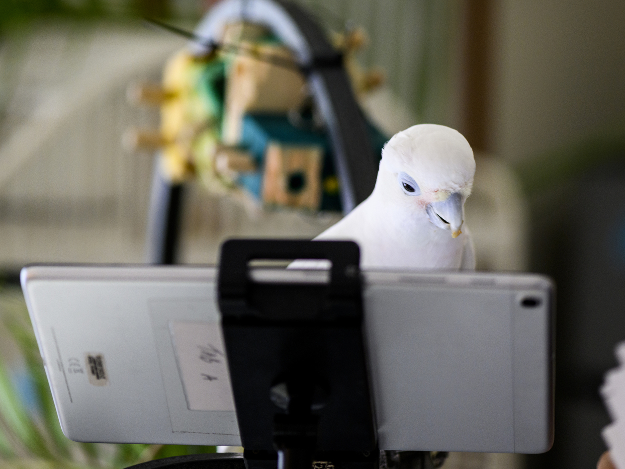 caption: Ellie, an 11-year-old cockatoo, chats with a feathery friend over a video call.
