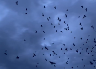 caption: A screenshot from a video taken at the University of Washington Bothell shows dozens of crows flying in a cloudy sky. 