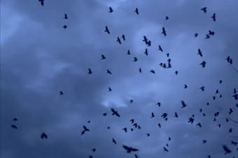 caption: A screenshot from a video taken at the University of Washington Bothell shows dozens of crows flying in a cloudy sky. 