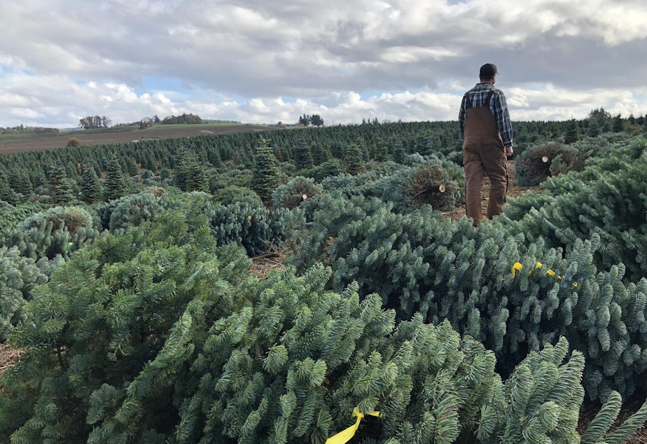 caption: Casey Grogan walks through some recently cut noble fir Christmas trees at his farm near Silverton, Ore. This year he plans to harvest 60,000 trees off his property.