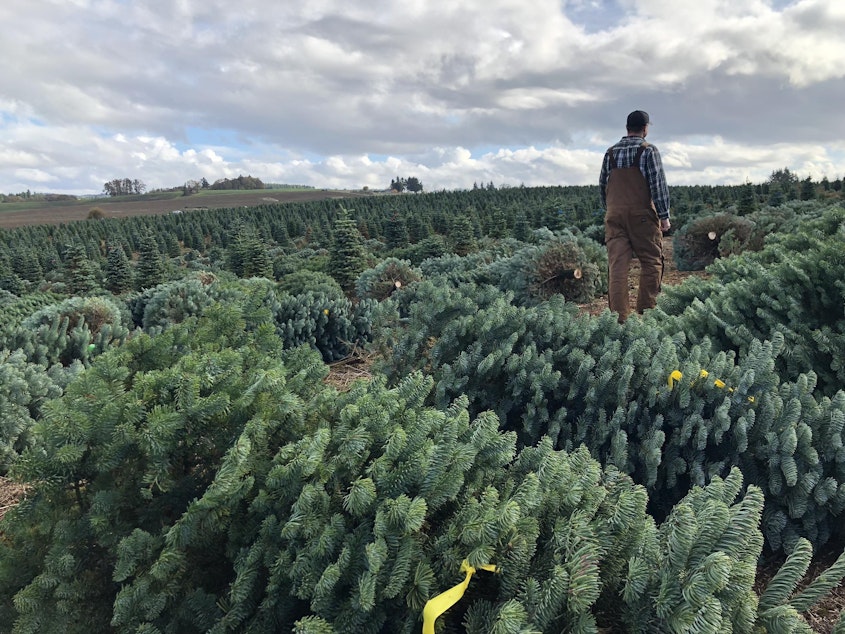 caption: Casey Grogan walks through some recently cut noble fir Christmas trees at his farm near Silverton, Ore. This year he plans to harvest 60,000 trees off his property.