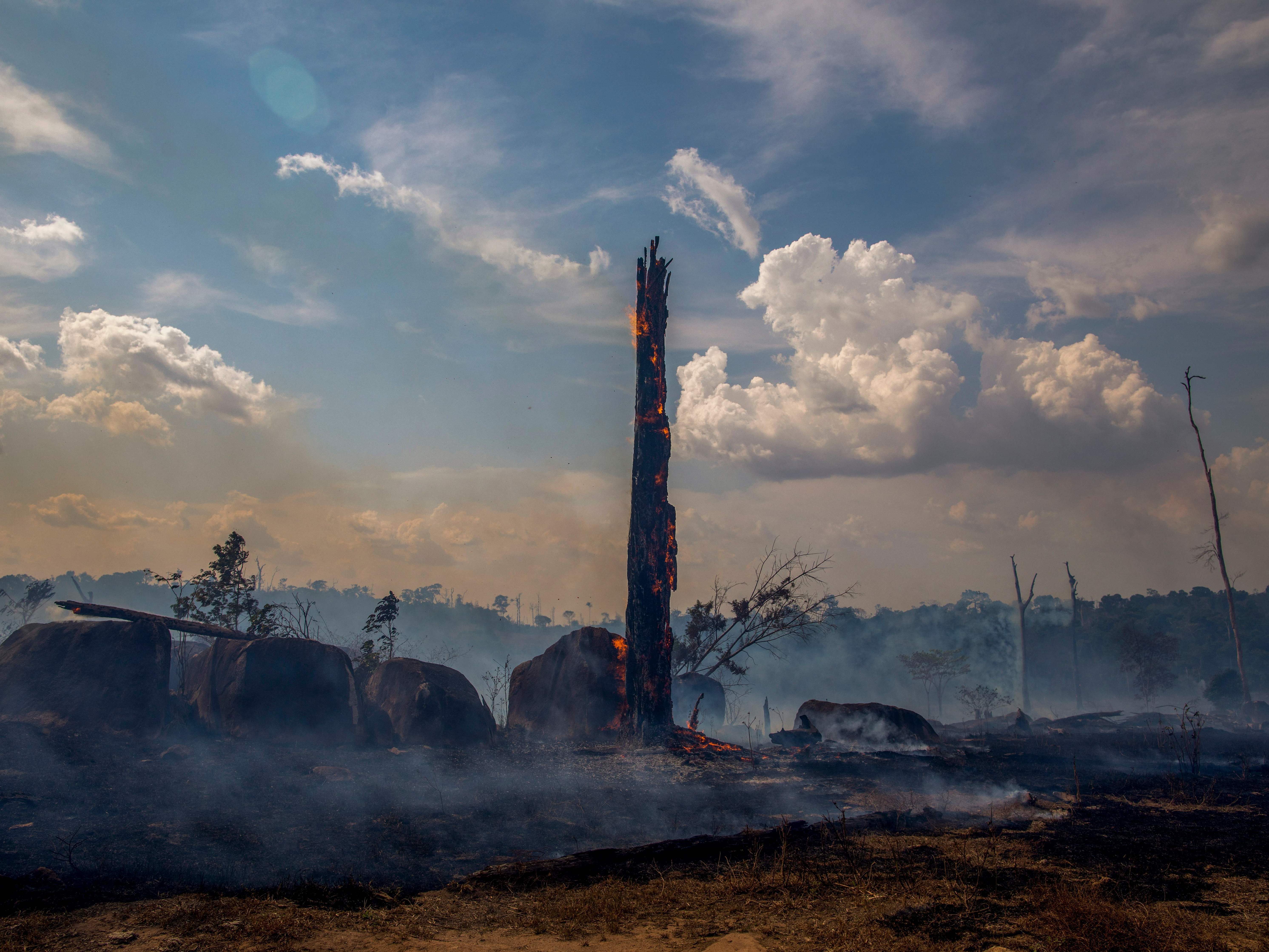 caption: A burned trunk stands amid the devastation left after wildfires tore through parts of Brazil's Amazon rainforest earlier this year. During the yearlong period ending in July, deforestation claimed a span of the Amazon 12 times the size of New York City.