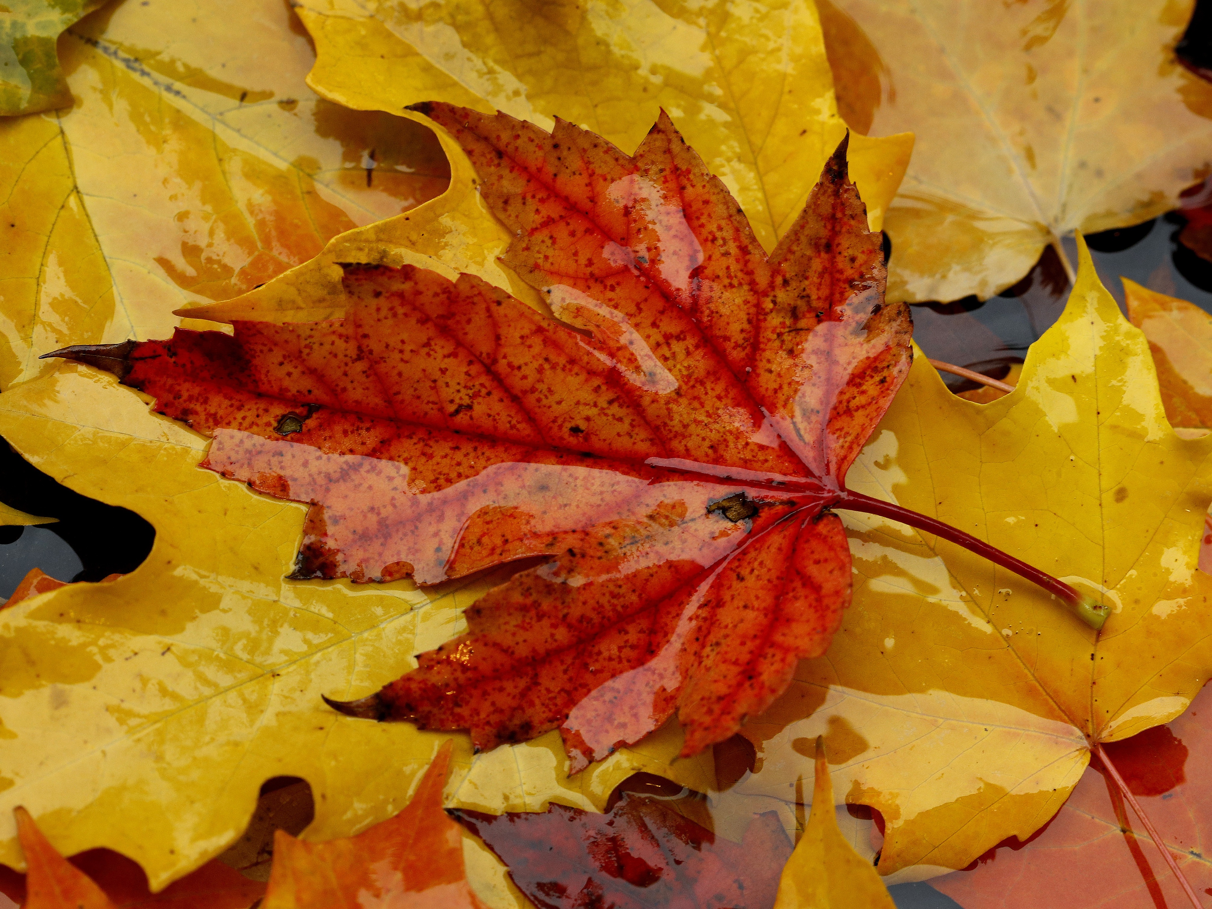 caption: Fallen leaves show their autumn colors as they float on a puddle on a rainy morning in Overland Park, Kan. Researchers have yet to agree on why some trees' leaves go to the trouble of turning red before falling to the ground.