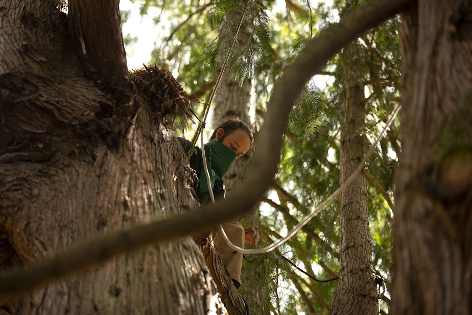 caption: An activist tree sitter who goes by the name Droplet sits in a roughly 200-year-old cedar tree that was slated to be cut down for a development project, on Monday, July 17, 2023, in the Wedgwood neighborhood of Seattle. Droplet has been tree sitting since early Friday morning, and plans to stay there until the cedar is no longer under threat. 