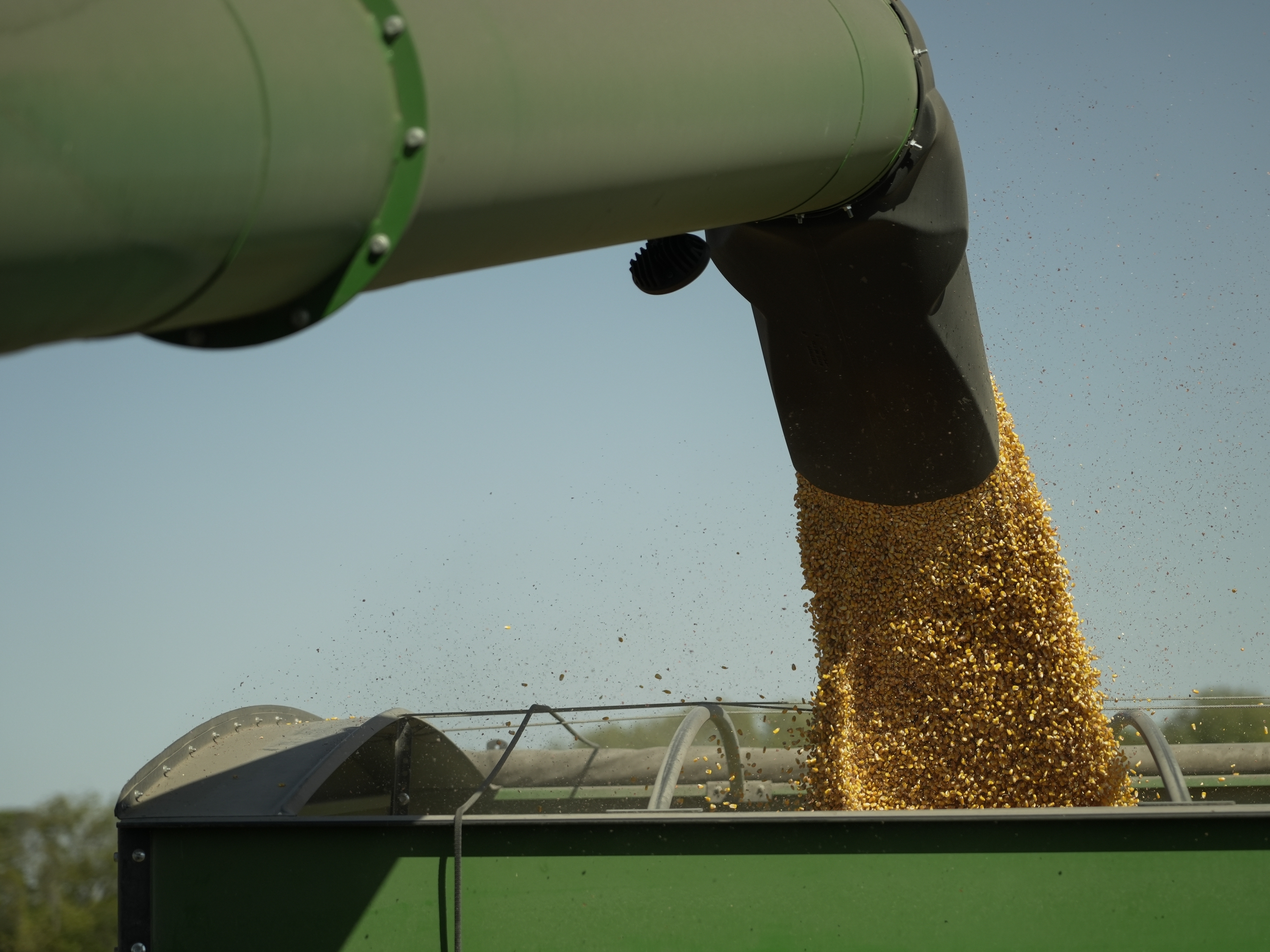 caption: Harvested corn grain is dumped into a grain wagon on Oct. 10, 2023, at a farm near Allerton, Illinois.