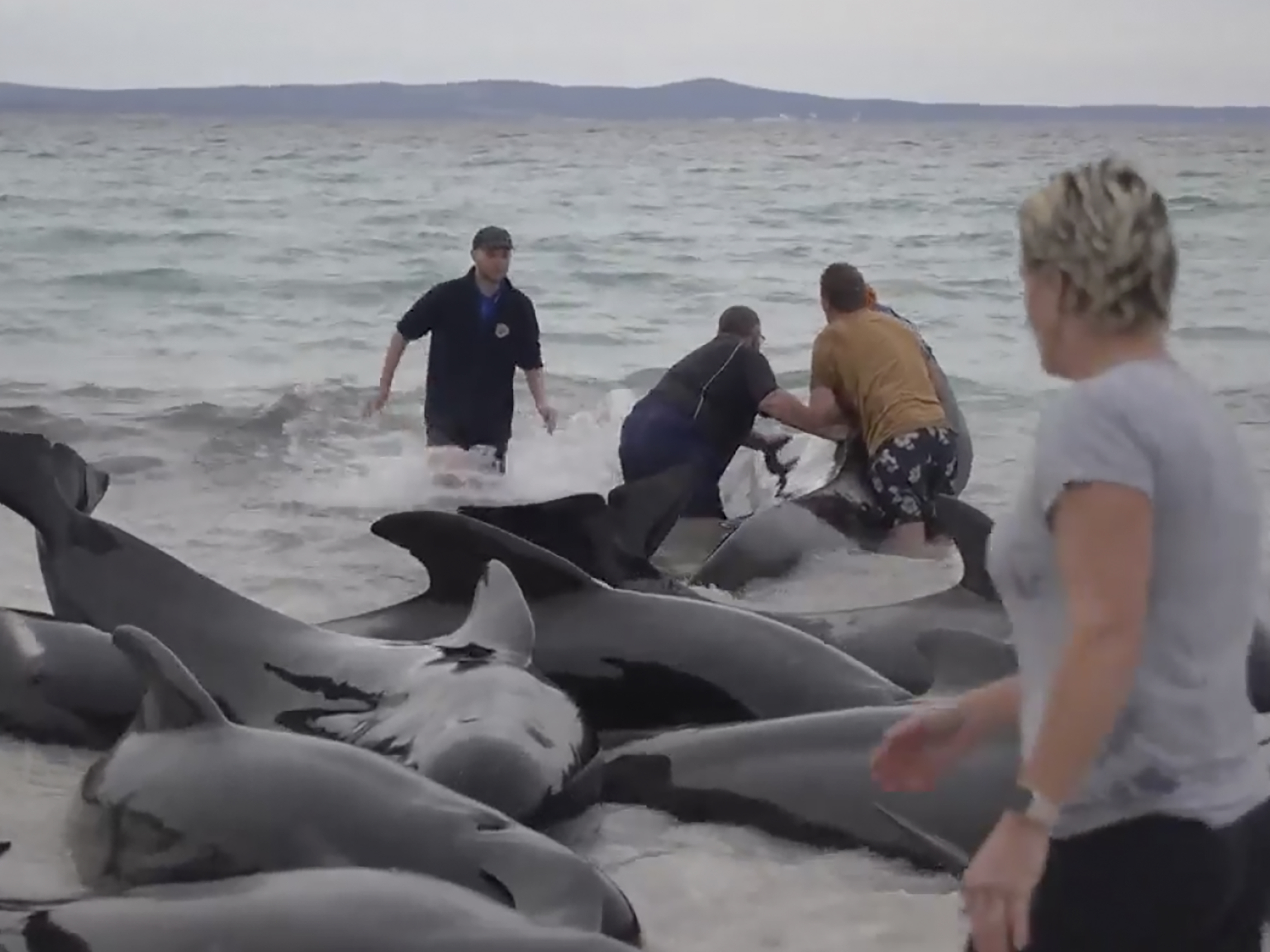 caption: In this image from a video, rescuers try to help whales stranded on Cheynes Beach east of Albany, Australia Tuesday, July 25, 2023. (Australian Broadcasting Corp. via AP)