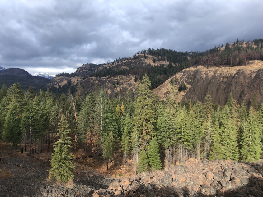 caption: Land managers had thinned and burned 3,000-acres of forest, part of the Angel Underburn Project area, returning this patch of trees to healthier conditions more resistant to flames.