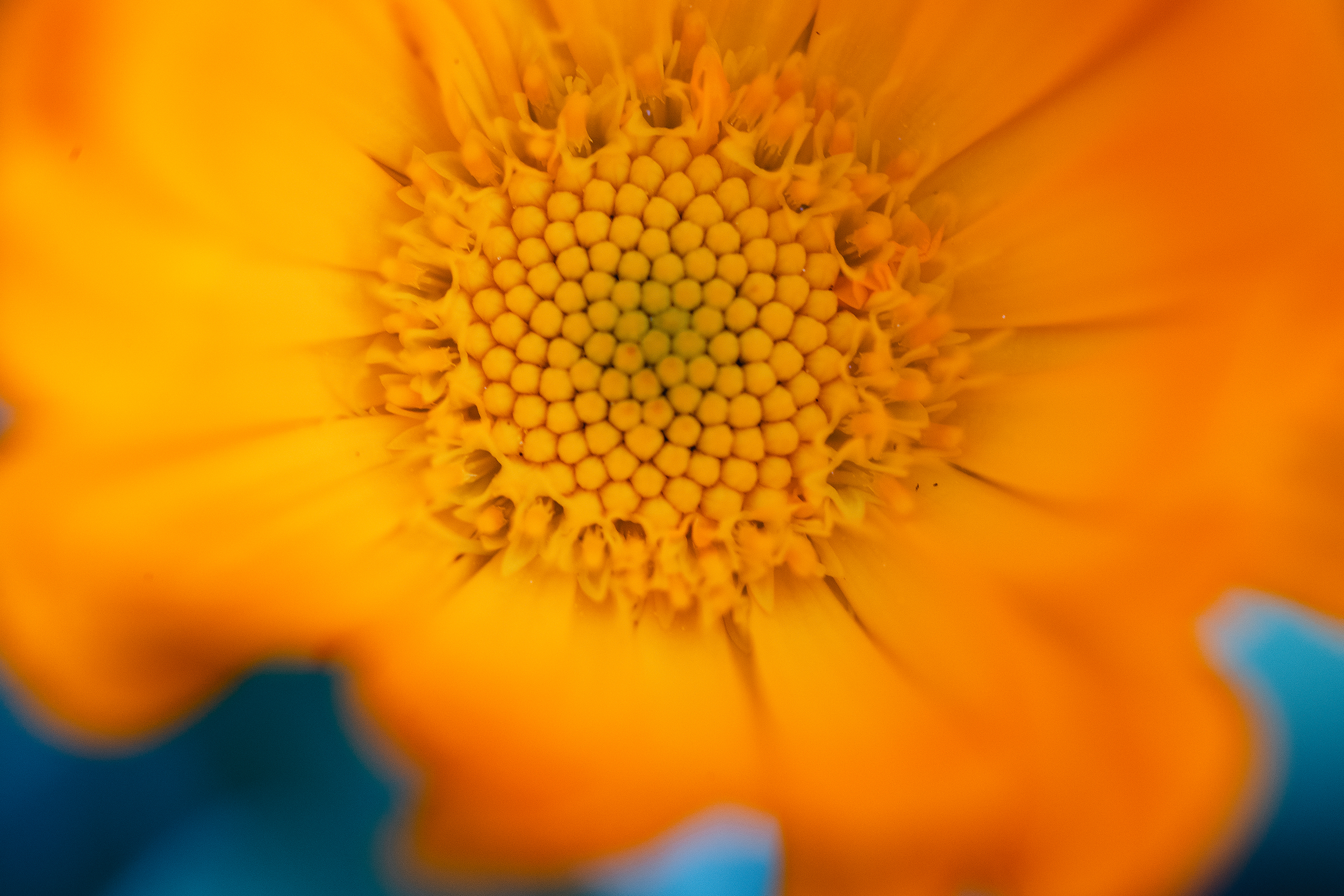 caption: A pot marigold plant is photographed with a macro lens on Thursday, April 9, 2026, in Seattle. 