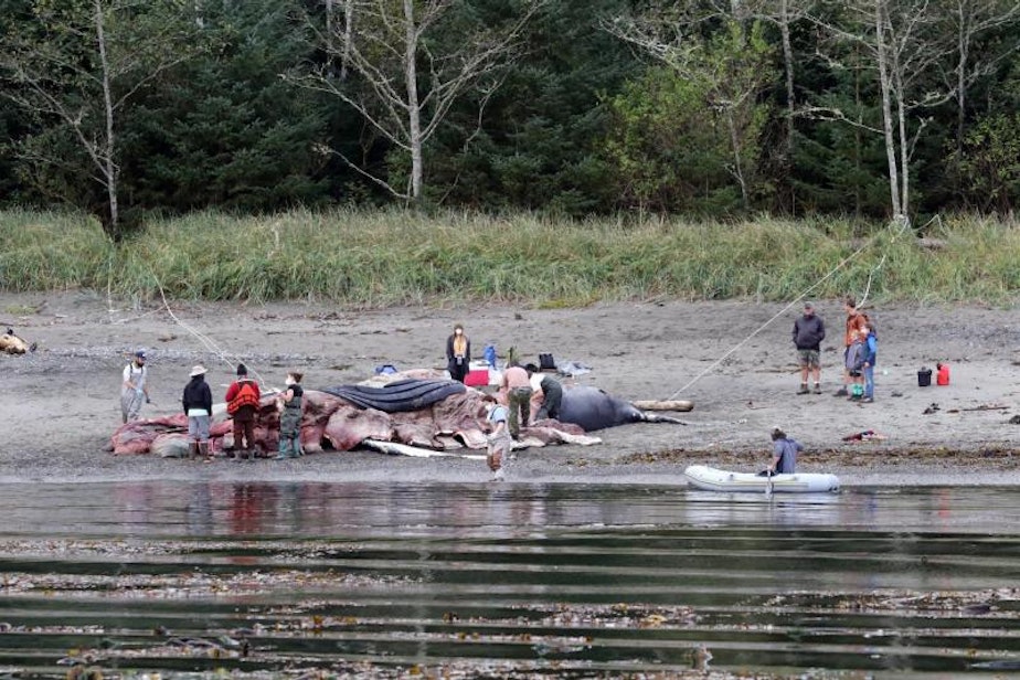 caption: Locals look on as masked scientists conduct a post-mortem on a humpback whale near Sekiu, Washington, on Oct. 4. The whale had suffered blunt trauma, possibly a ship strike, to the head.