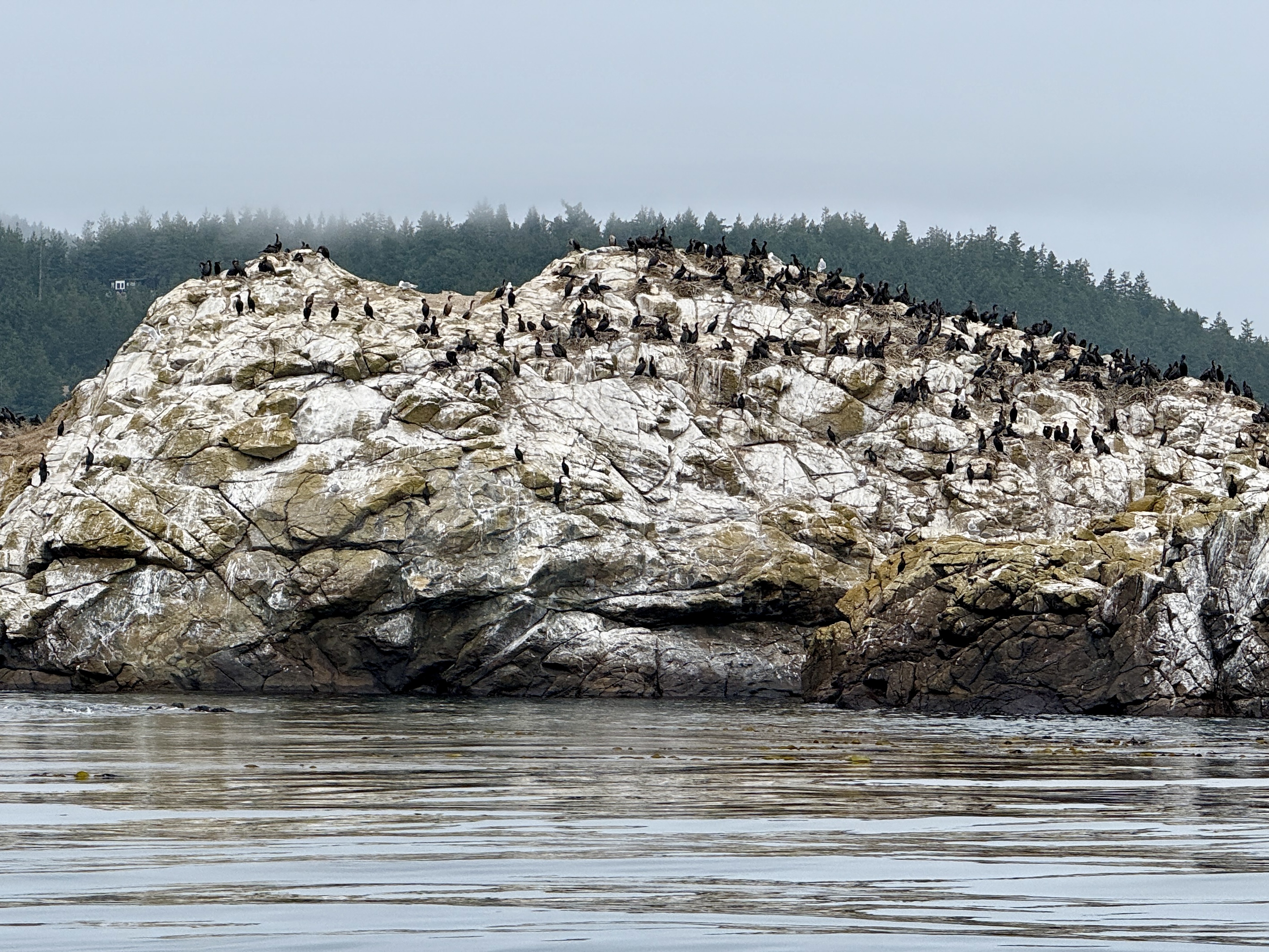 caption: Cormorants perch atop Williamson Rocks, a former tufted-puffin colony site in Burrows Bay, near Anacortes, Washington, on Sept. 6, 2025.