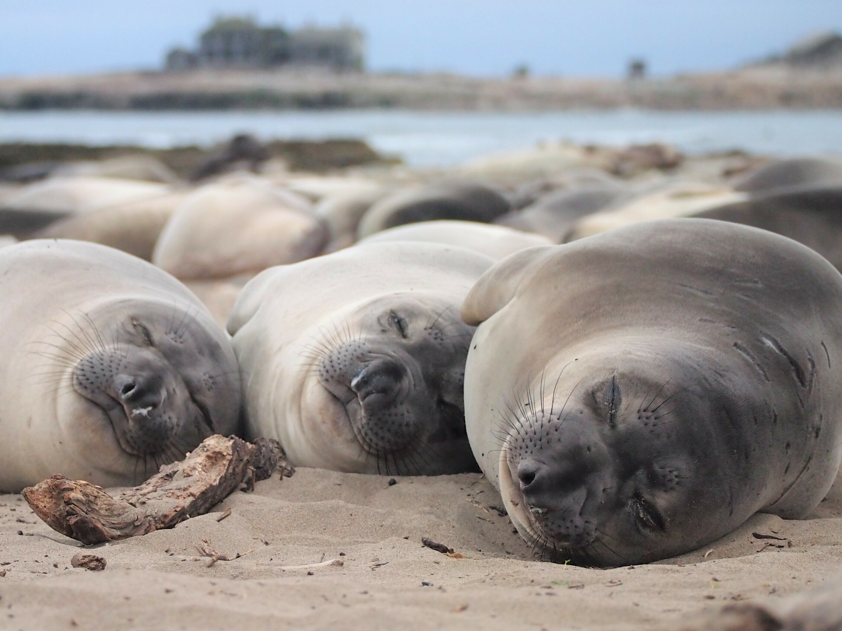 caption: Northern elephant seals can go long stretches with only small naps. Then they crash once they're on shore.