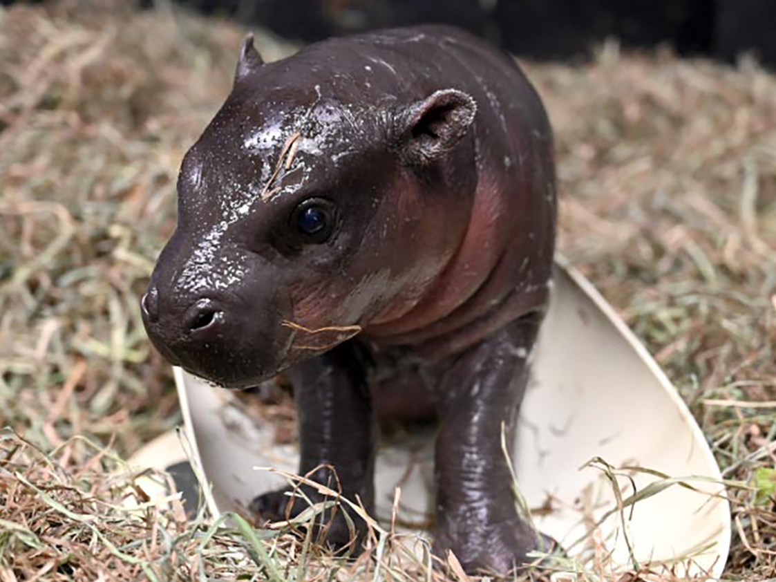 caption: Christmas came early to the Metro Richmond Zoo with the gift of a pygmy hippo calf.