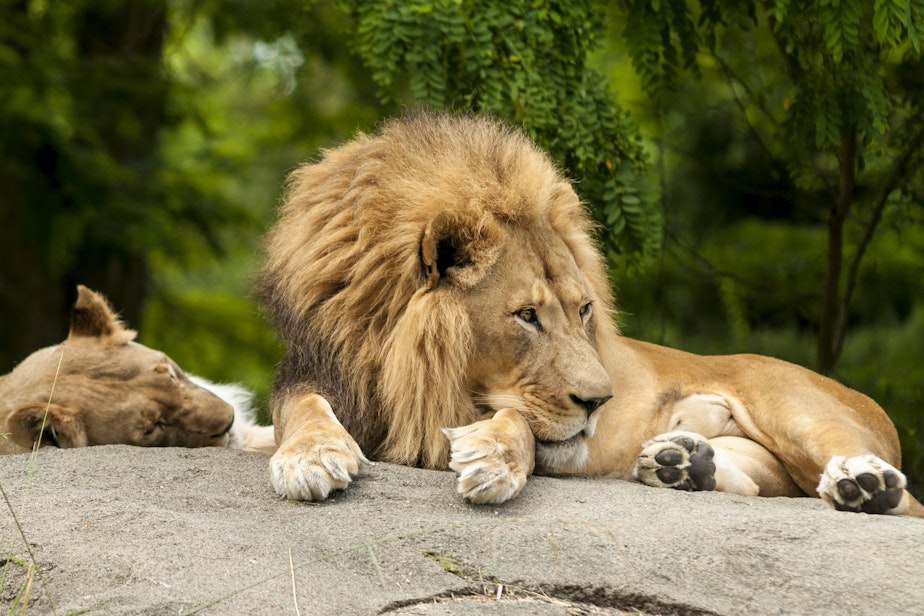 caption: Lions at the Woodland Park Zoo, 2012