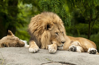 caption: Lions at the Woodland Park Zoo, 2012