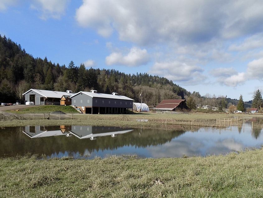 caption: The main buildings at the Haacks' farm south of Duvall sit on an artificial pad, 10 feet above the Snoqualmie River flood plain.