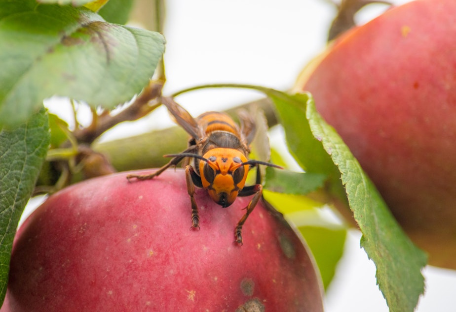 An Asian giant hornet up close on an apple 