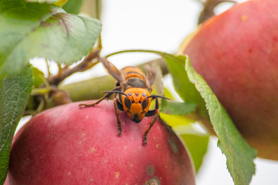 caption: Washington scientists trapped and tagged an Asian giant hornet in October 2020.