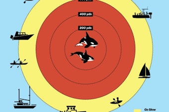 caption: Under the proposal, whale-watch boats would have to stay 650 yards away from endangered orcas. Other boats would have to stay 400 yards away.