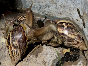caption: Giant African land snails — seen here in 2019 — have been spotted recently in three counties in Florida, spurring state officials to enact quarantines and eradication efforts against the invasive pests.
