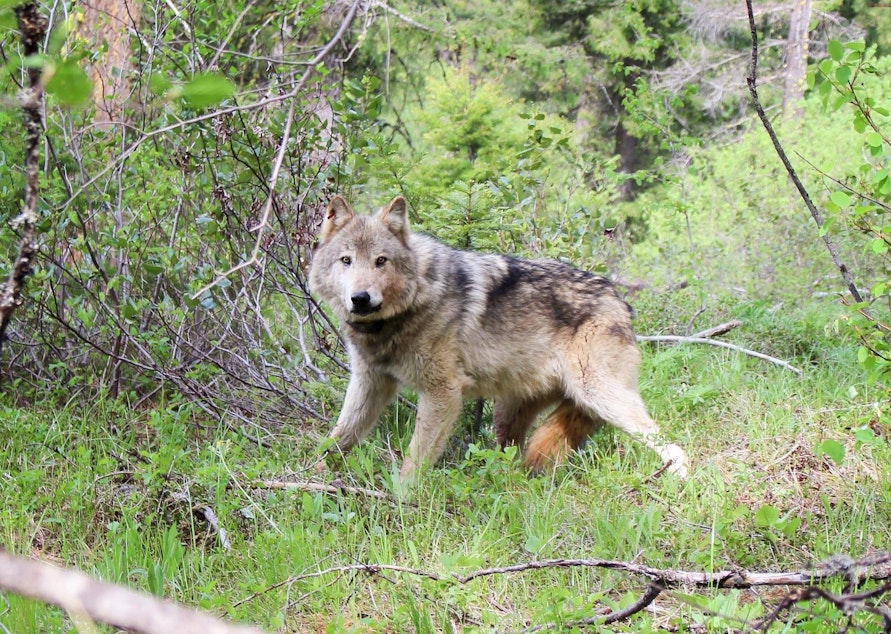 caption: A gray wolf in the Teanaway pack in central Washington.