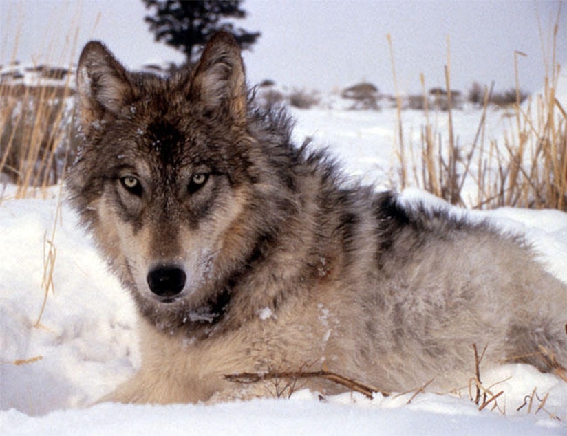 caption: File photo of gray wolf
