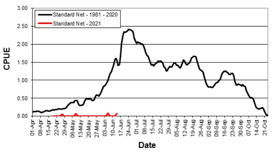 caption: Diminished returns: The red line shows this year’s results of a test fishery conducted by Fisheries and Oceans Canada to gauge the number of Chinook salmon returning to the Fraser River. The much higher black line shows the 40-year average, measured in catch per unit effort.