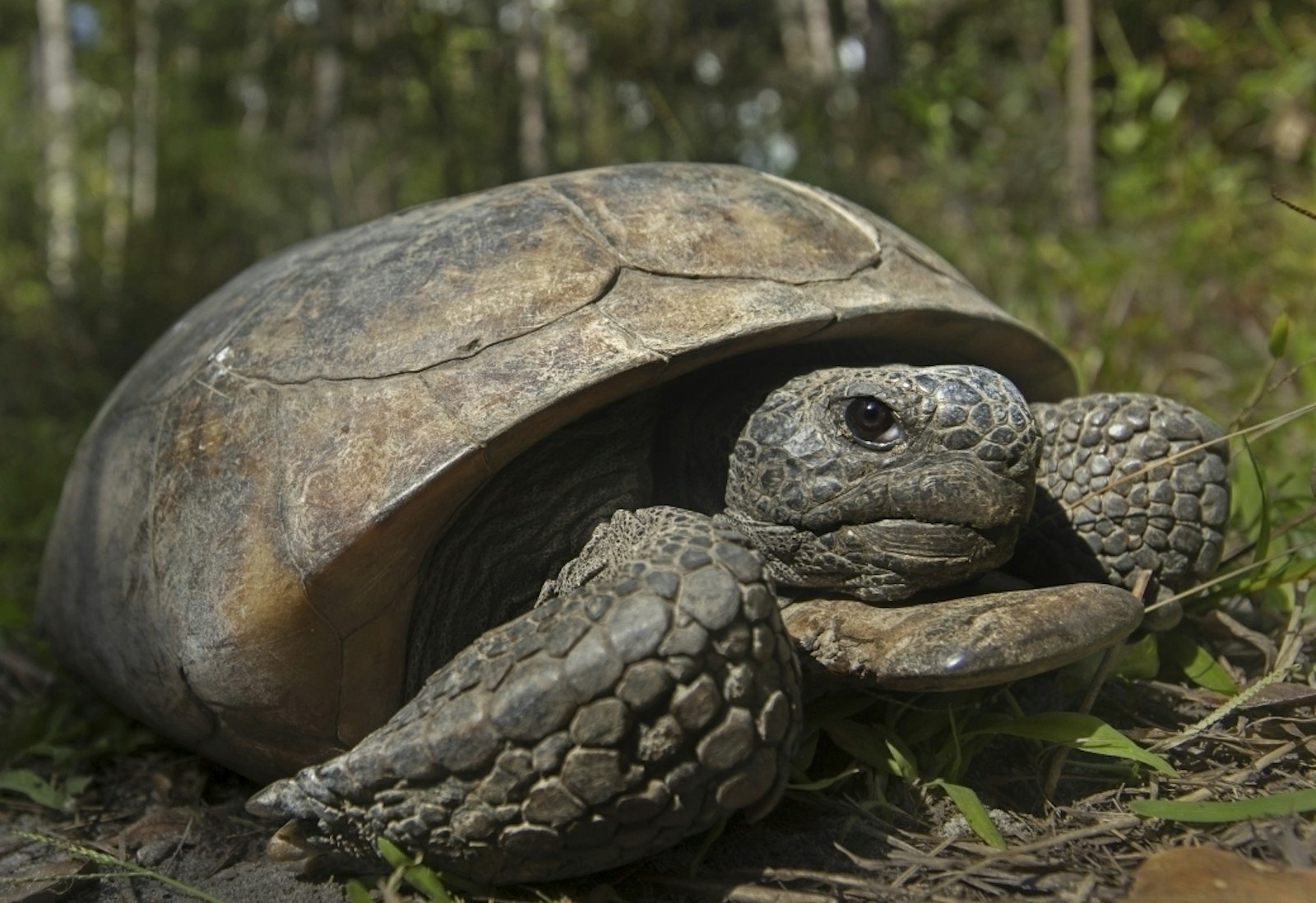 KUOW - Gopher tortoises in Southern states deserve federal protections ...