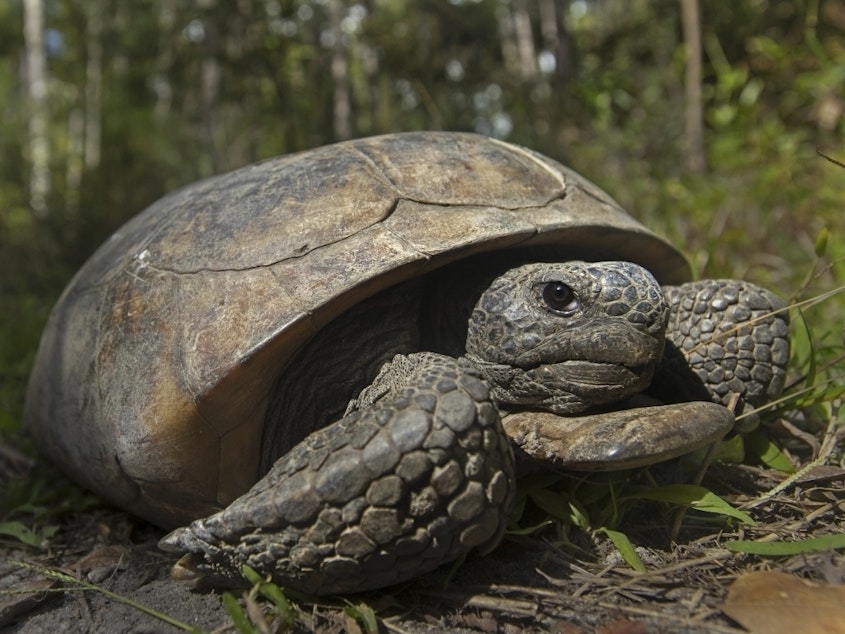 caption: A gopher tortoise is seen at San Felasco Hammock Preserve State Park in Gainesville, Fla. Gopher tortoises that are threatened by loss of habitat and development should be placed on the endangered species list in four southern states, environmental groups said Wednesday.