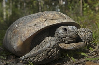 caption: A gopher tortoise is seen at San Felasco Hammock Preserve State Park in Gainesville, Fla. Gopher tortoises that are threatened by loss of habitat and development should be placed on the endangered species list in four southern states, environmental groups said Wednesday.
