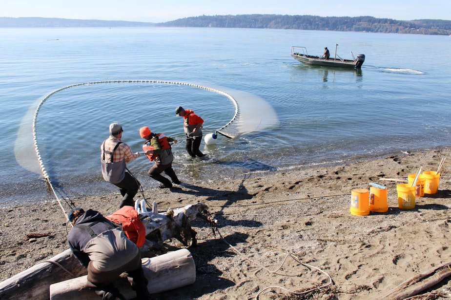 caption: Tribal researchers haul in a "beach seine" net on Skagit Bay.
