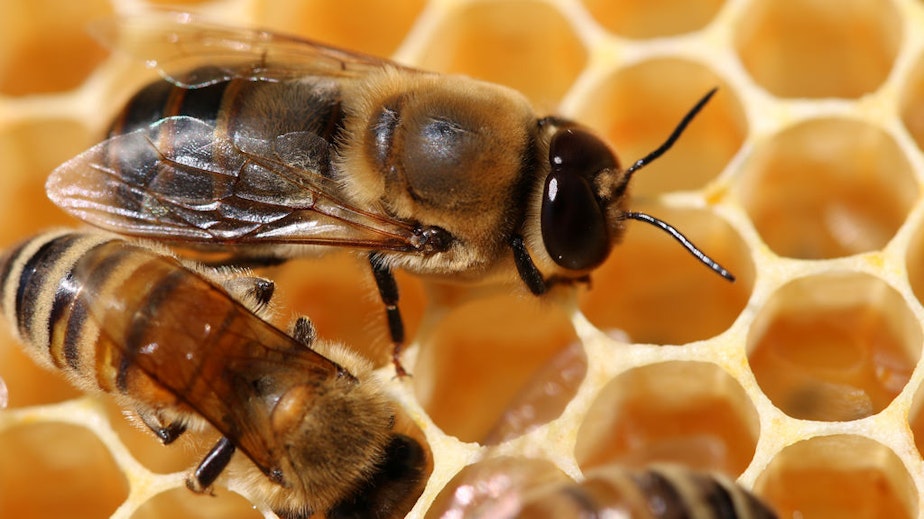 caption: Drone honeybees use their eyes to find queen bees for mating