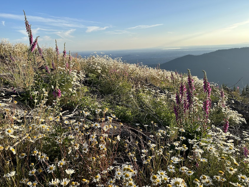 caption: Wildflowers atop West Tiger 3 in the Issaquah Alps.