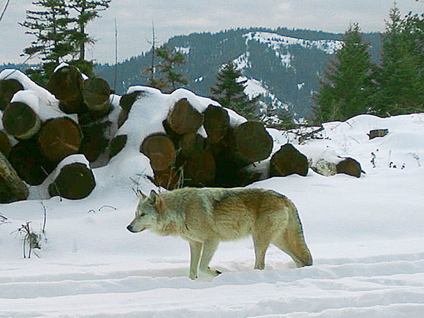 caption: The breeding female of the Walla Walla Pack in northern Oregon's Umatilla County. A University of Washington researcher says the number of wolves in adjacent Washington state is likely much higher than estimates. CREDIT: OREGON DEPARTMENT OF FISH AND WILDLIFE/AP