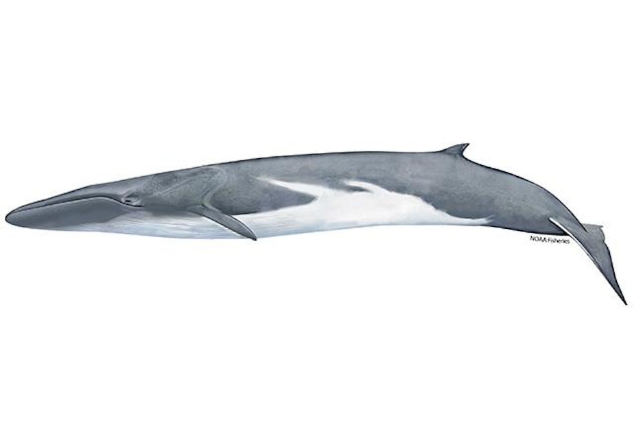 caption: A fin whale, the world's second largest animal