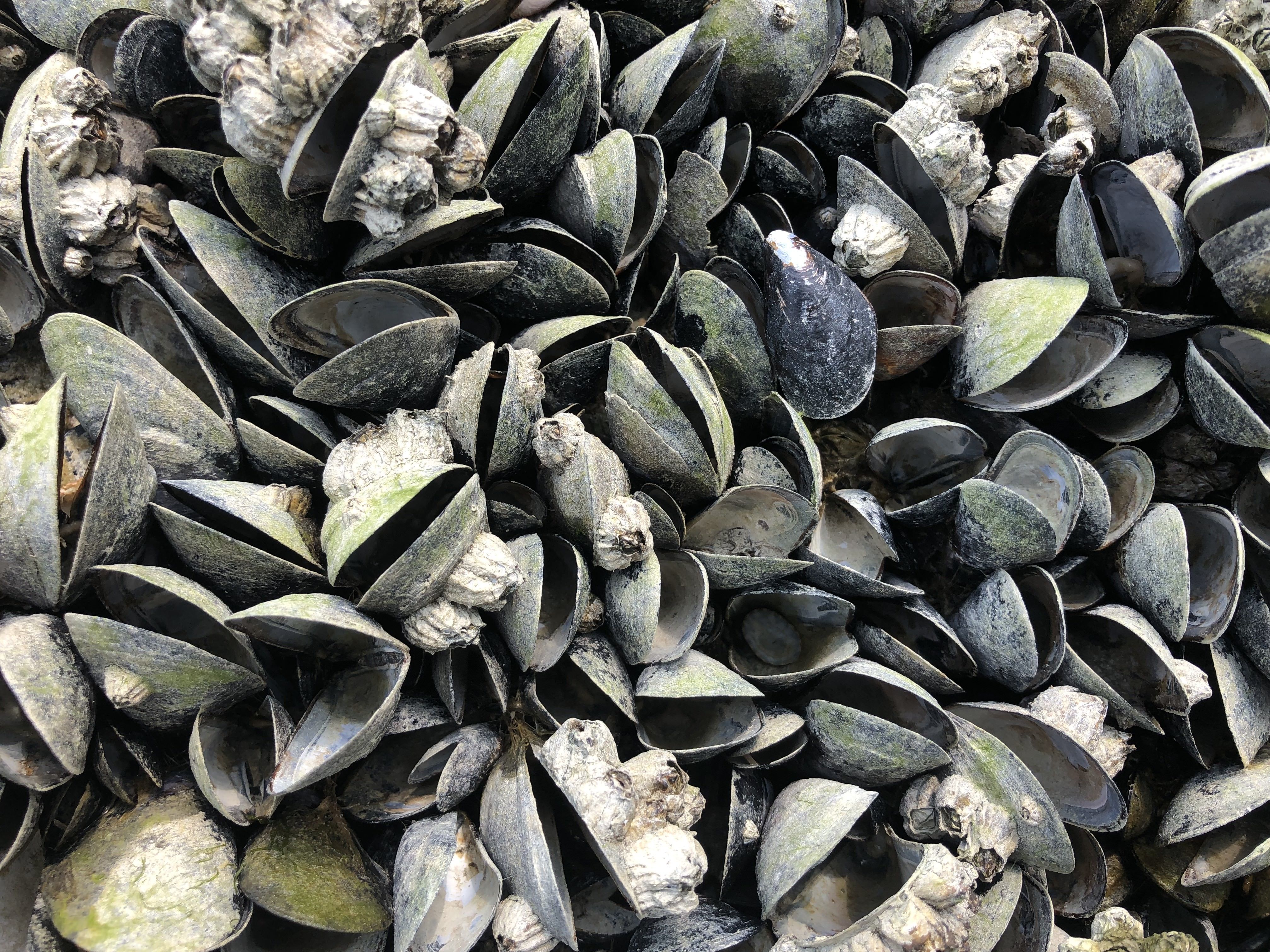 caption: Mussels dying off at this high of a rate will have massive effects on both marine and terrestrial animals, biologists say.