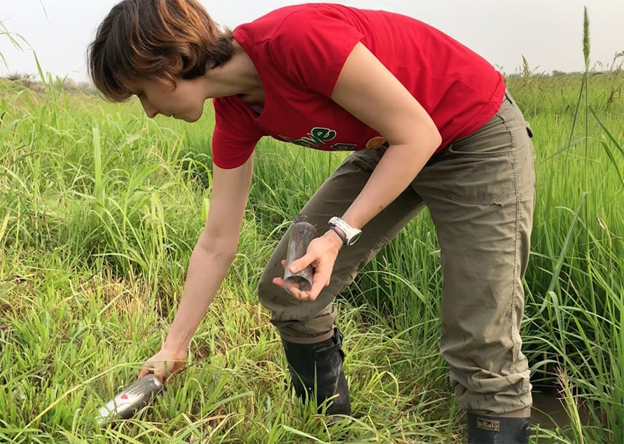 caption: In a rice field in Cambodia, Yasmine Farhat, a doctoral student at the University of Washington, practices collecting soil for future analysis of arsenic and zinc content.