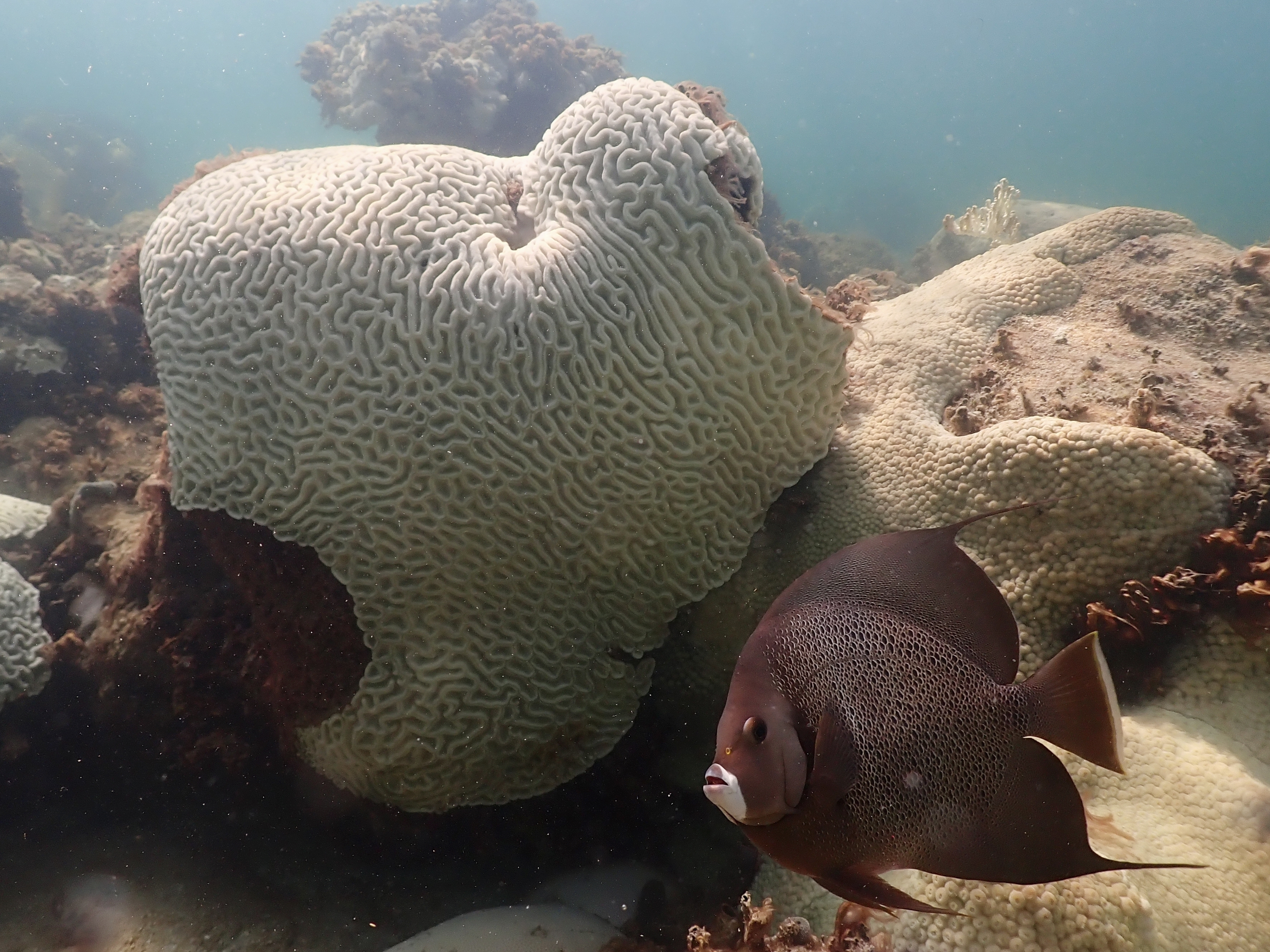 caption: In this image provide by NOAA, a fish swims near coral showing signs of bleaching at Cheeca Rocks off the coast of Islamorada, Fla., on July 23.