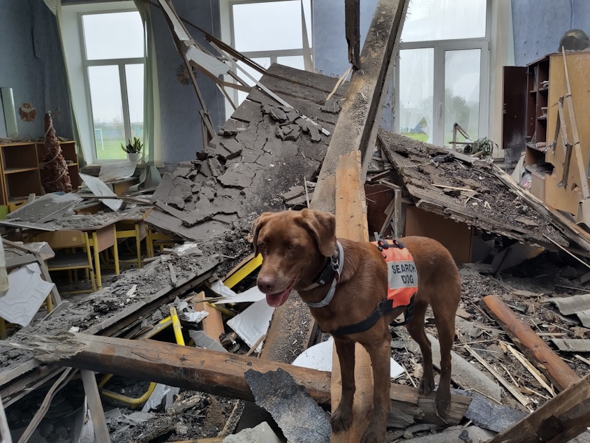 caption: David Tagliani's search and rescue dog Libby in Kup'yans'k.