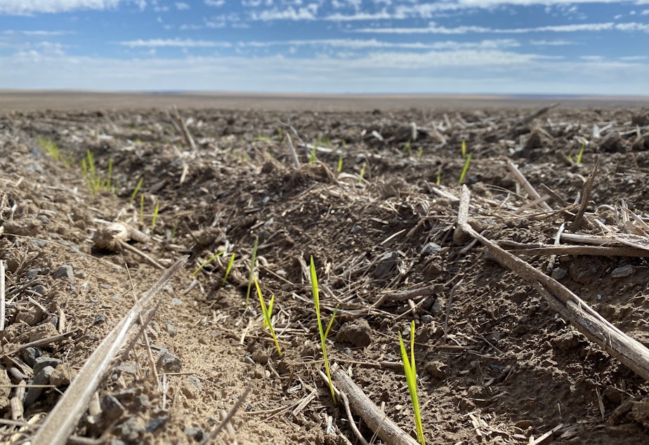 caption: Some Northwest farmers have “dusted in” their winter wheat seed already, while others have waited as long as they could for more moisture. Usually they’d use drills to plant the seeds up to 6 inches deep.