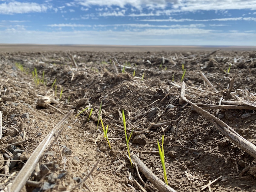 caption: Some Northwest farmers have “dusted in” their winter wheat seed already, while others have waited as long as they could for more moisture. Usually they’d use drills to plant the seeds up to 6 inches deep.  