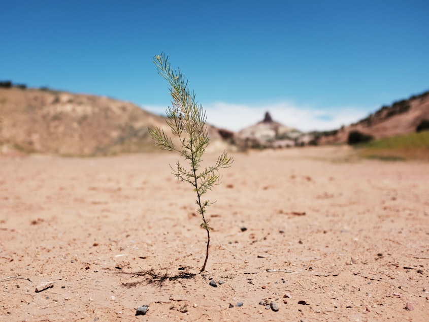 caption: A dry landscape pictured on Navajo Nation lands on in the town of Gallup, New Mexico in June 2019. New research says the near-total loss of tribal lands in the U.S. has left Indigenous people more vulnerable to climate change.