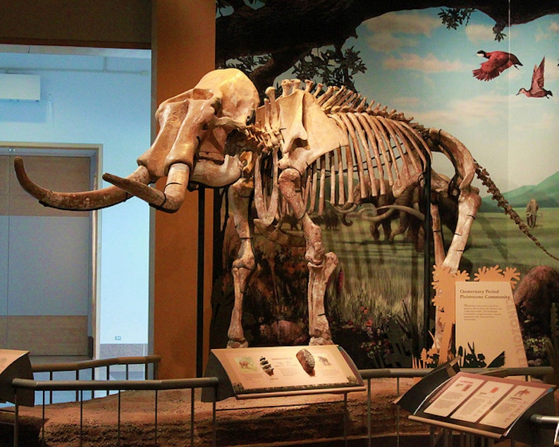 caption: Mammoth fossil at the Sam Noble Natural Museum in Oklahoma.