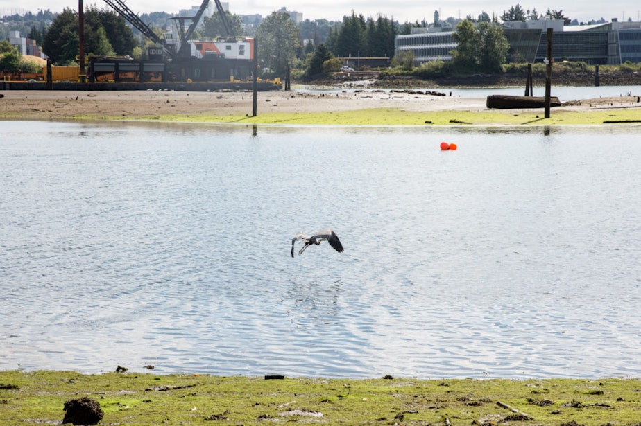 caption: A blue heron takes off from the Herring’s House Park and flies toward the Kellogg Island on the Duwamish River.