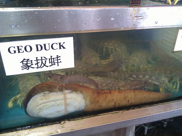 caption: China's recent ban on Northwest shellfish from Alaska to California is having a big impact on local producers.