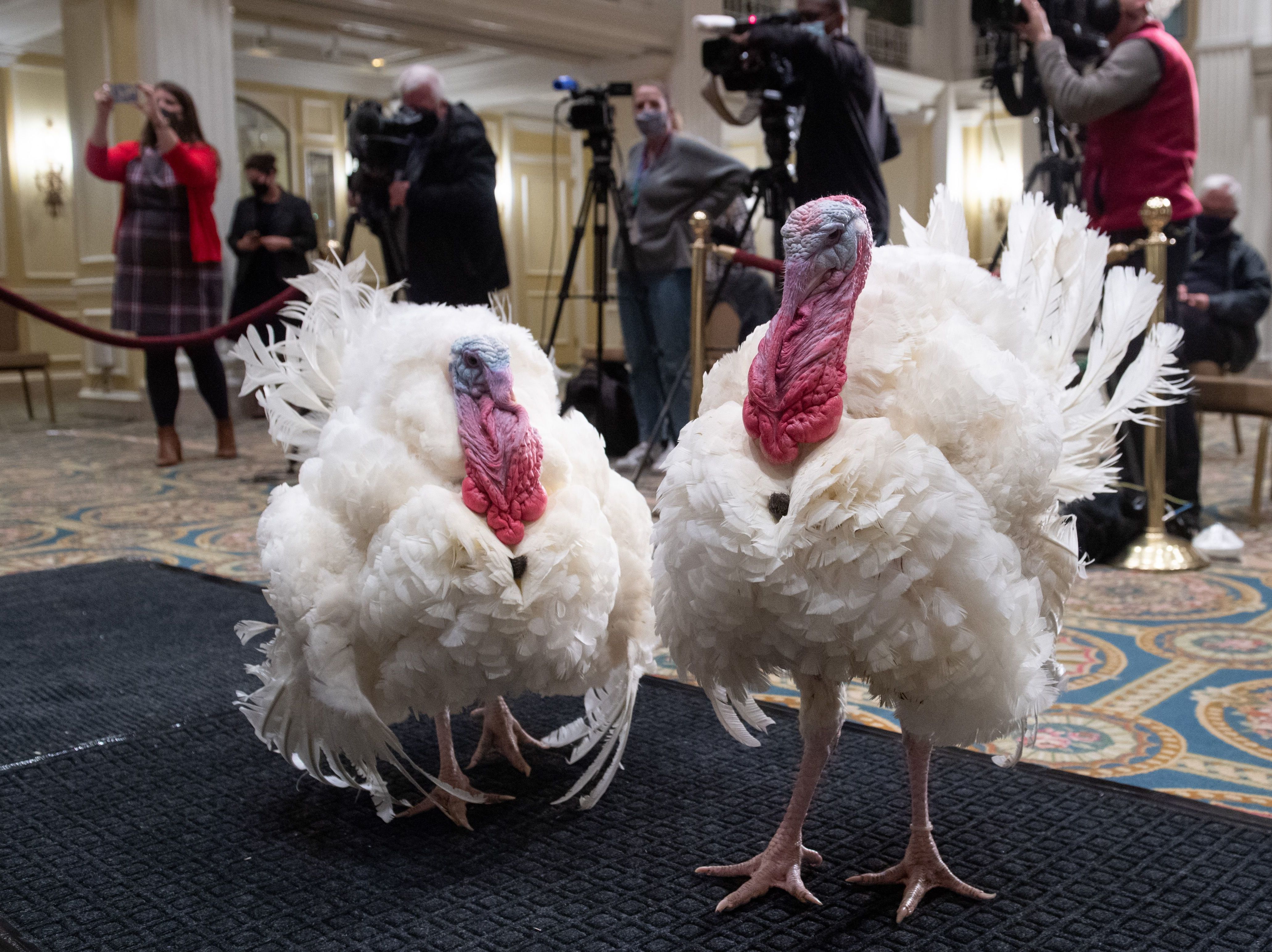 caption: Corn and Cob, a pair of turkeys that will be "pardoned" by President Trump, attend a "press conference" announcing their names at the Willard Intercontinental Hotel in Washington Monday.