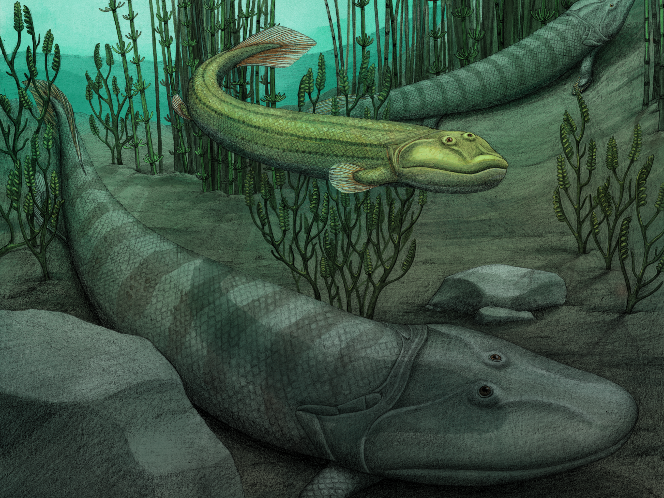 caption: An illustration of Qikiqtania wakei (center) in the water with its larger cousin, Tiktaalik roseae.