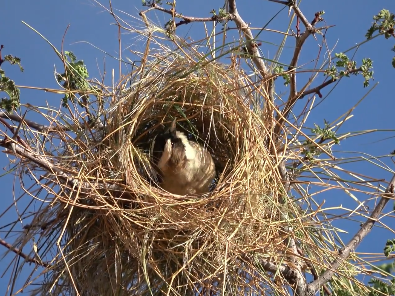 caption: A white-browed sparrow weaver inspects a roost under construction, after just receiving some grass brought by another member of its group.