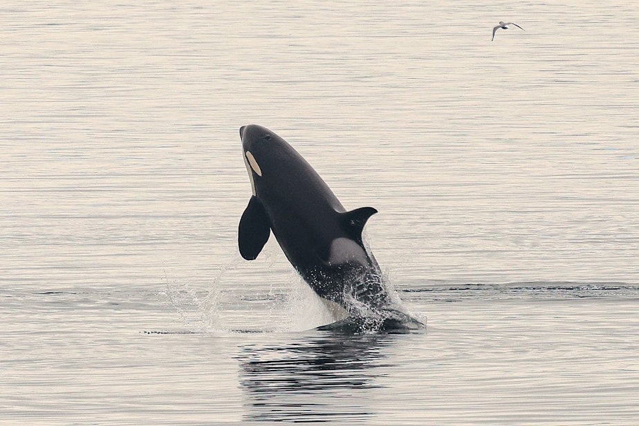 caption: A female southern resident killer whale breaches the surface of Puget Sound near Edmonds, Washington, on Oct. 12.
